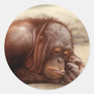 Etiqueta sonolento do macaco