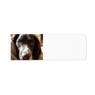 Etiqueta spaniel de springer inglês liver.png