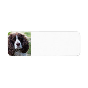 Etiqueta springer inglês spaniel.png