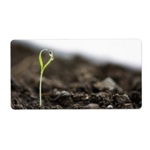 Etiqueta Sprout crescente