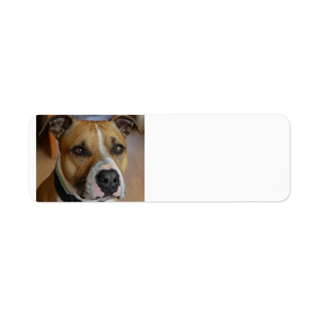 Etiqueta staffy.png (Frente)