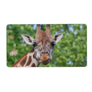 Etiqueta Sweet Curios Giraffe