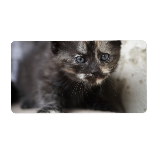 Etiqueta Sweet Shy TortoisesInferno Baby (Frente)