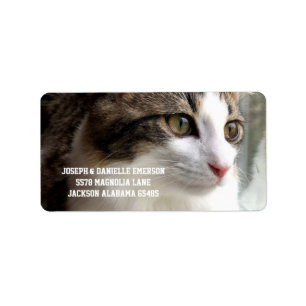 Etiqueta Tabby Kitten Address Labels