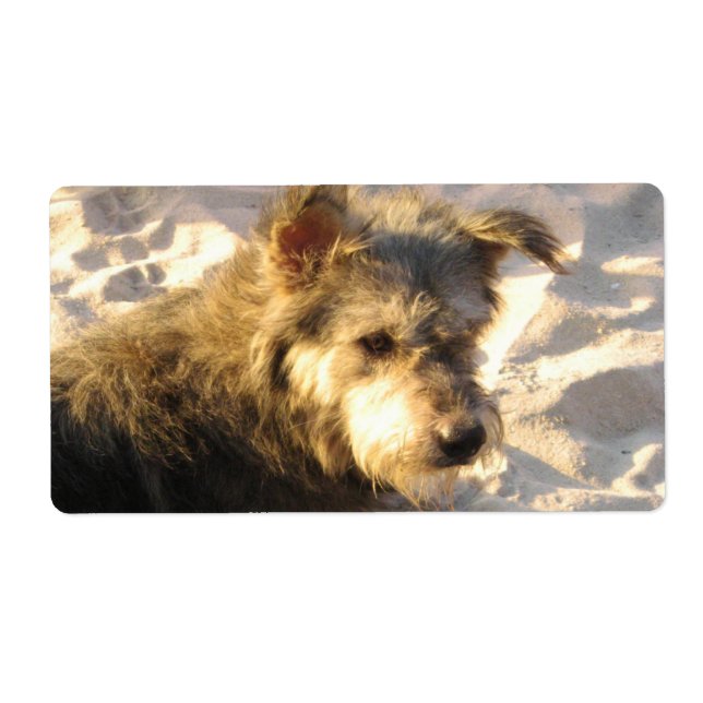 Etiqueta Tailandês Beach Dog (Frente)