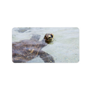 Etiqueta Tartaruga de mar havaiana de Honu - tartarugas de