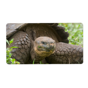 Etiqueta Tartaruga gigante