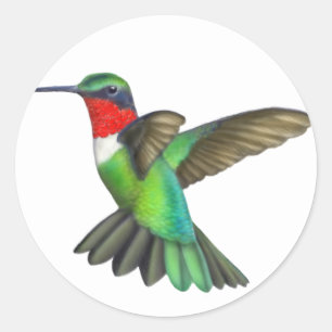 Etiqueta Throated do colibri do rubi masculino do