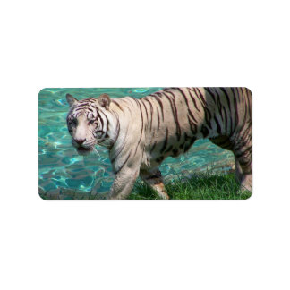 Etiqueta Tigre branco contra a fotografia de passeio de águ
