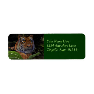 Etiqueta Tigre se aglutinando na selva