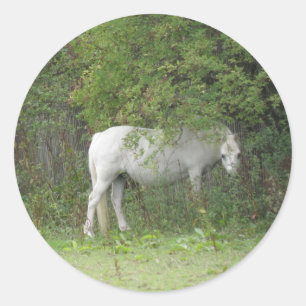 Etiqueta tímida do cavalo branco