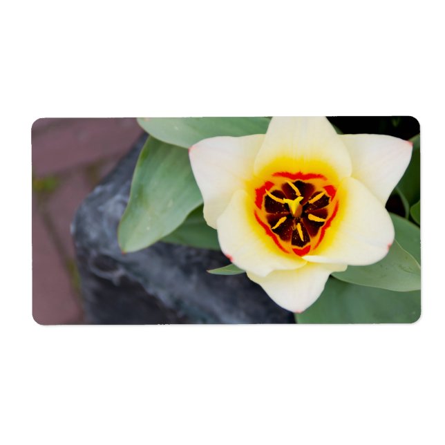 Etiqueta Tulipa (Frente)