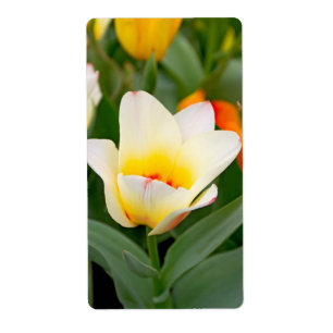 Etiqueta Tulipa