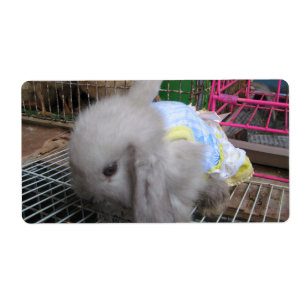 Etiqueta Um coelho num vestido