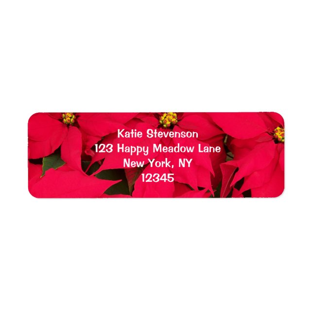 Etiqueta Um monte de Poinsettias de Natal Brilhante (Frente)