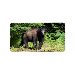 Etiqueta Urso Negro Alfa