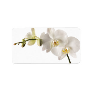 Etiqueta Vazio floral do pulverizador branco da flor da