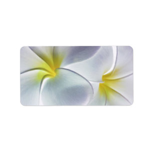 Etiqueta Vazio personalizado flor de Havaí do Frangipani d