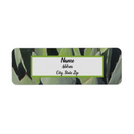 Etiqueta Verde Agave Deixa Foto Botânica Sudoeste