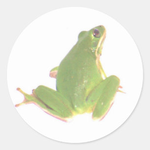 Etiqueta verde do sapo de árvore - pequena