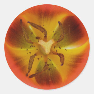 Etiqueta vermelha do coração da tulipa