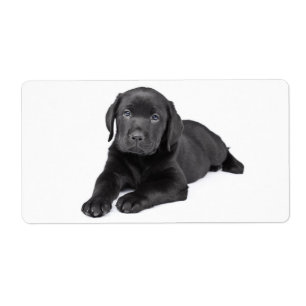 Etiqueta Vinheta de Cachorro Puppia Preto Labrador Retrieve