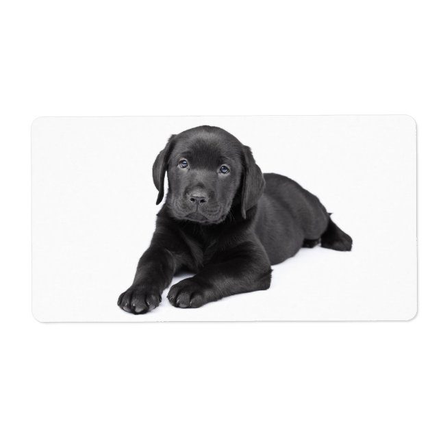 Etiqueta Vinheta de Cachorro Puppia Preto Labrador Retrieve (Frente)