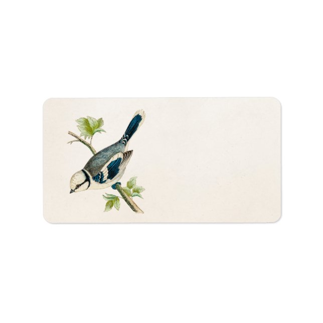 Etiqueta Vintage 1800s Blue Bird Songbird Birds Drawing (Frente)