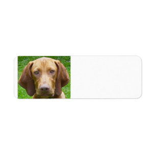 Etiqueta vizsla.png