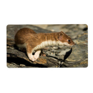 Etiqueta Weasel de cheiramento