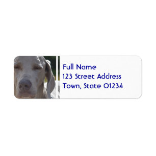 Etiqueta Weimaraner sonolento