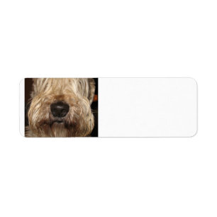 Etiqueta wheaton revestido macio terrier.png