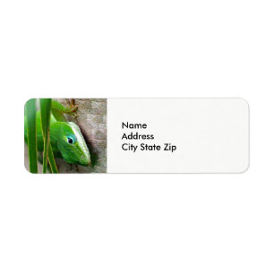 Etiqueta Wildlife Green Carolina Anole Lizard Foto