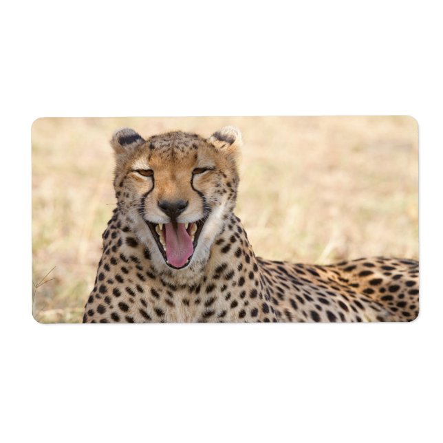 Etiqueta Yawning Cheetah (Frente)