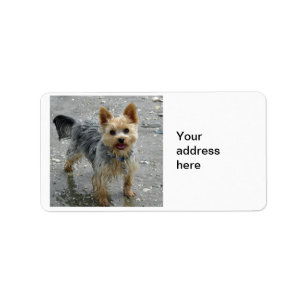Etiqueta Yorkie