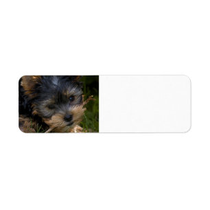 Etiqueta yorkie com vara