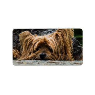 Etiqueta Yorkie pequeno triste