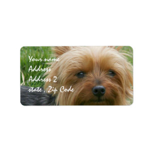 Etiqueta Yorkshire terrier