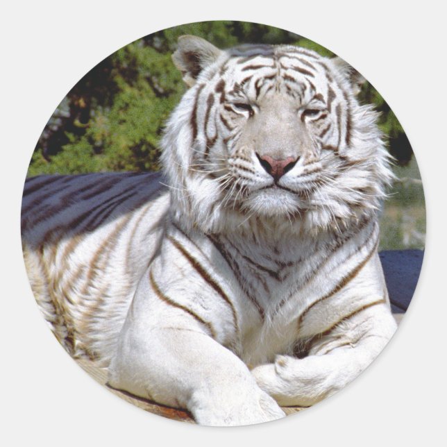 Etiquetas 9 de Tigre Branco (Frente)