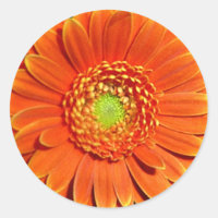 Etiquetas alaranjadas da margarida do Gerbera