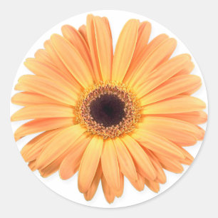 Etiquetas alaranjadas do Gerbera