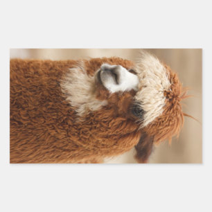 Etiquetas alpacas