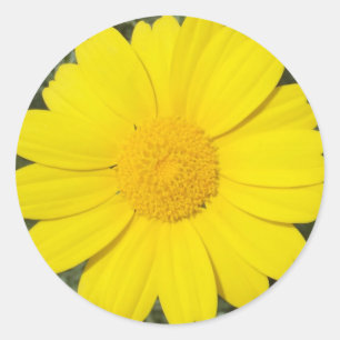 Etiquetas amarelas da margarida