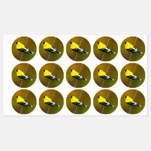 Etiquetas American Goldfinch - Fotografia original