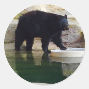Etiquetas americanas do urso preto #1-1