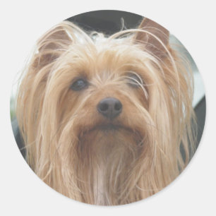 Etiquetas bonitos do cachorrinho