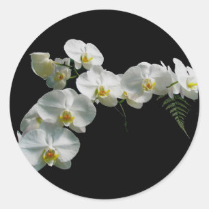Etiquetas brancas da orquídea