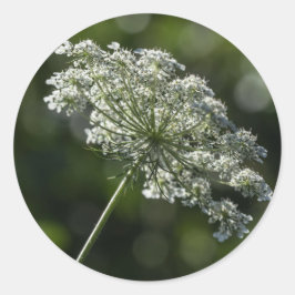 Etiquetas brancas do Wildflower do laço da rainha
