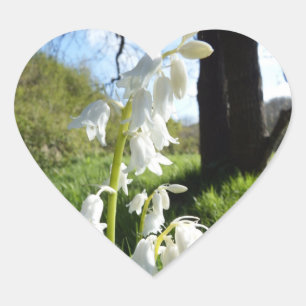 Etiquetas brancas dos Bluebells