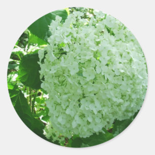 Etiquetas branco-amareladas da flor do Hydrangea